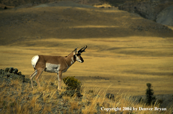 Pronghorn antelope in habitat