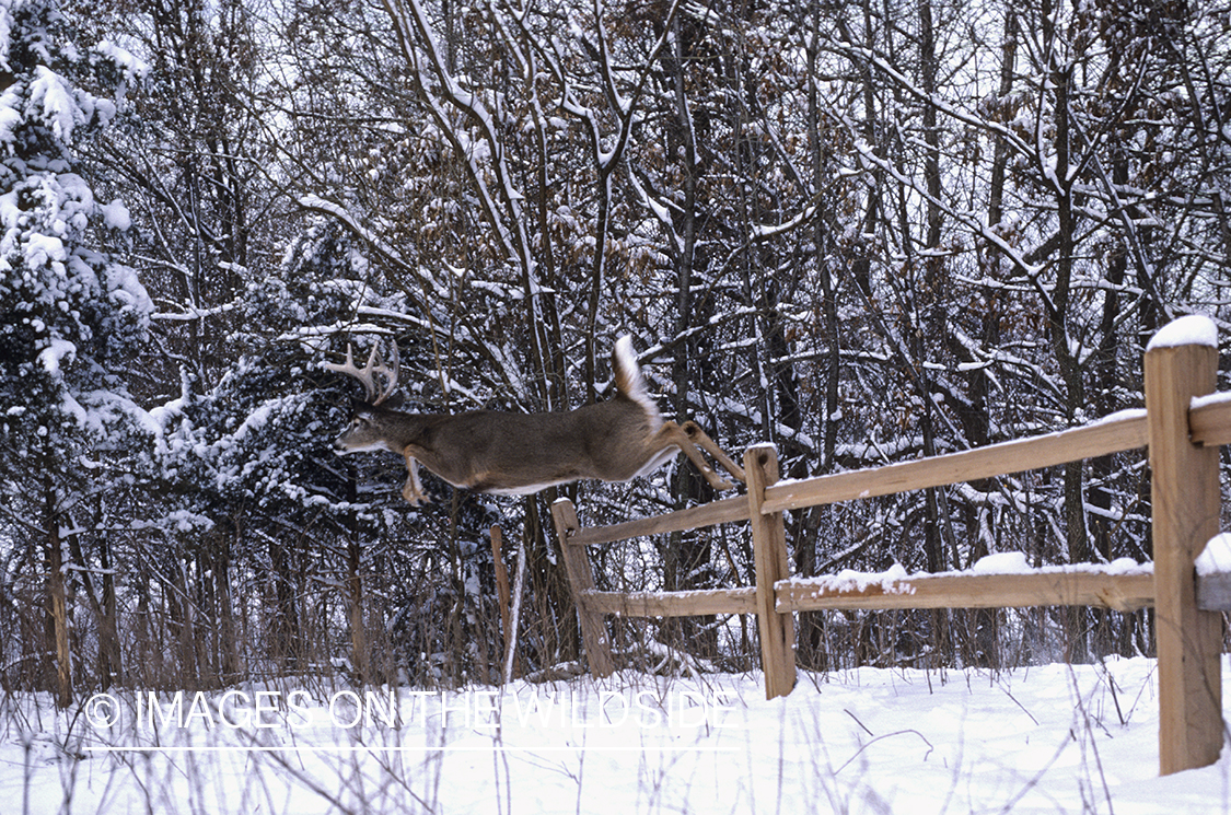 White-taile deer leaping over fence