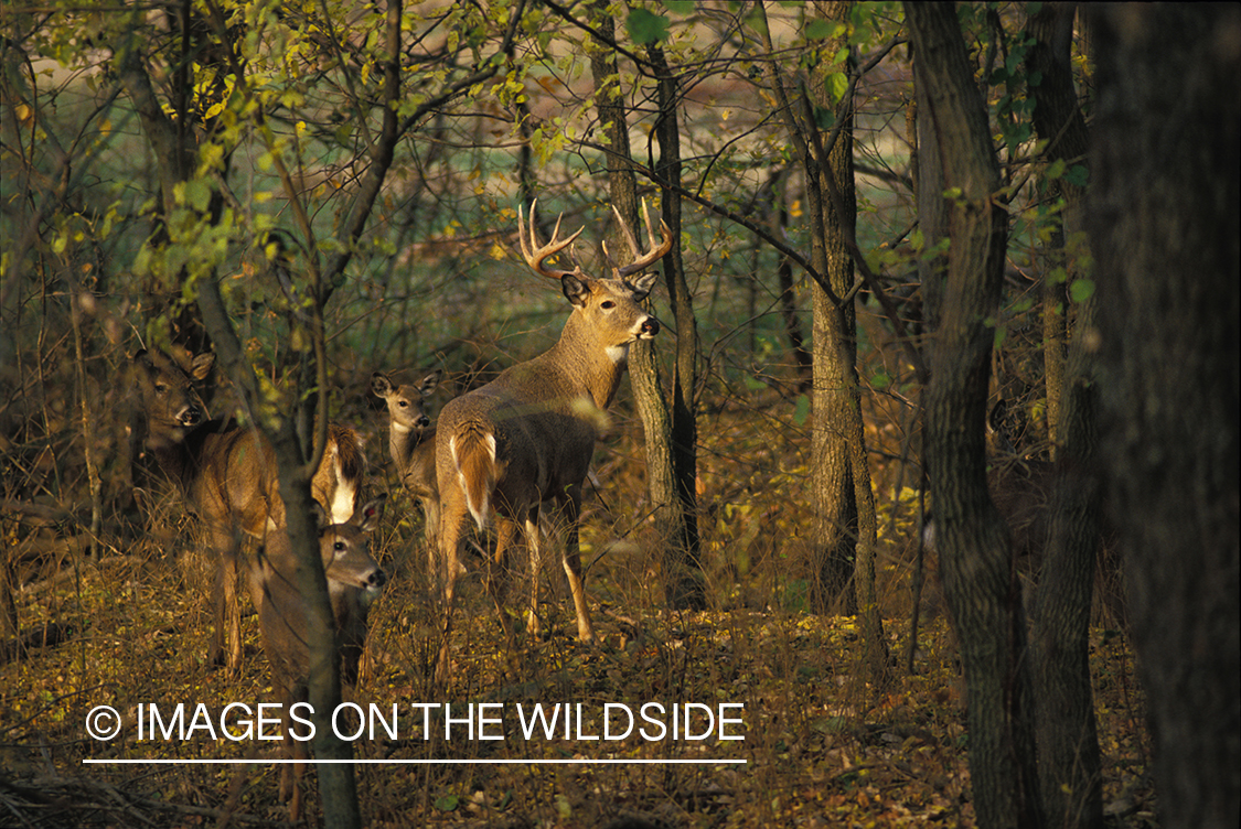 Whitetailed buck with does in habitat.