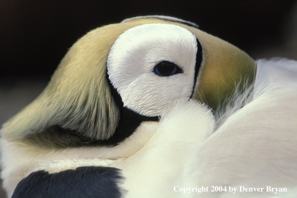 Spectacled Eider 