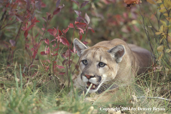 Mountain lion in habitat