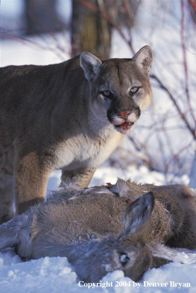 Mountain lion with kill.