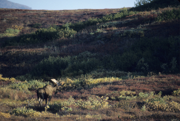 Alaskan moose walking across autumn colored tundra.