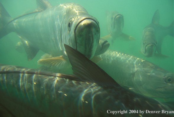 Tarpon.