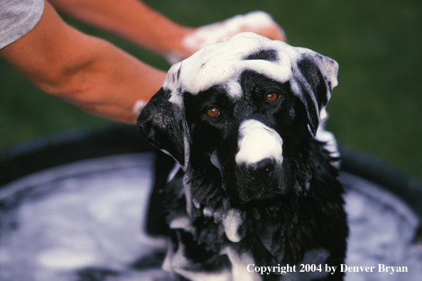 Black Labrador Retriever getting a bath