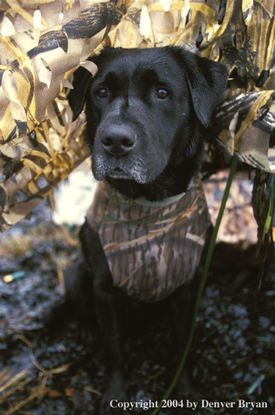 Black Labrador Retriever in blind 