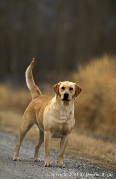 Yellow Labrador Retriever 