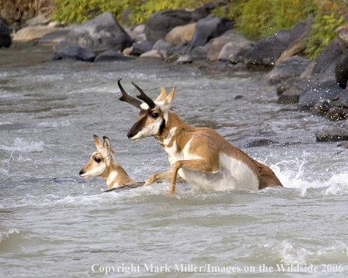 Pronghorn Antelope forging through water