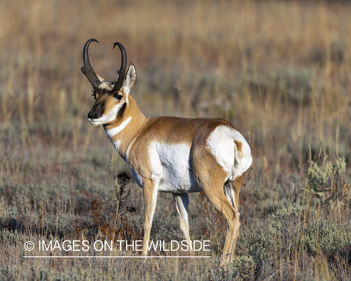 Pronghorn buck in field.