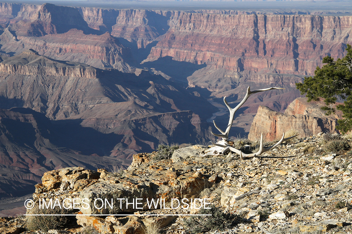 Bull elk skull next to cliff.