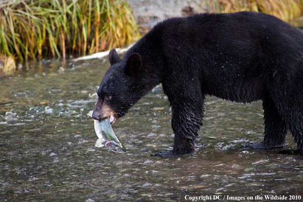 Black bear catching salmon in Alaska. 