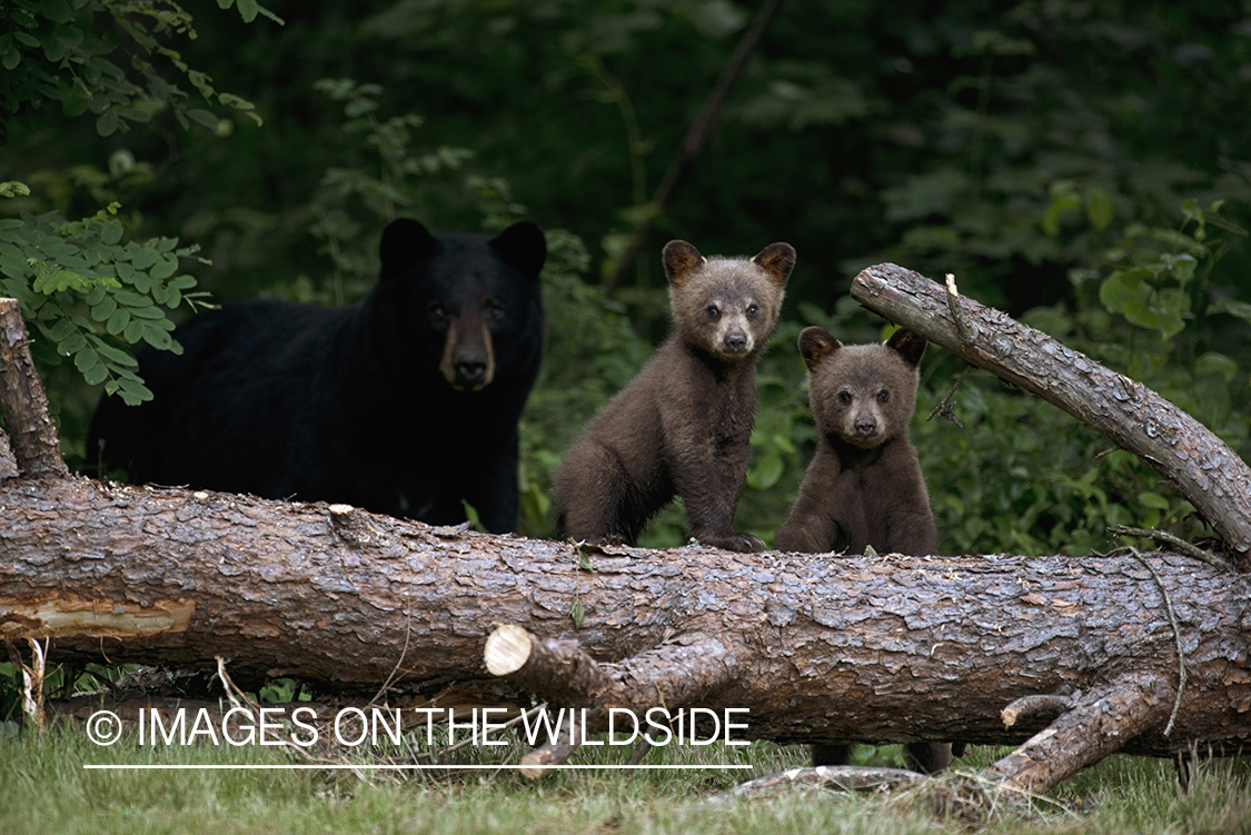 Black Bear sow with cubs in habitat.