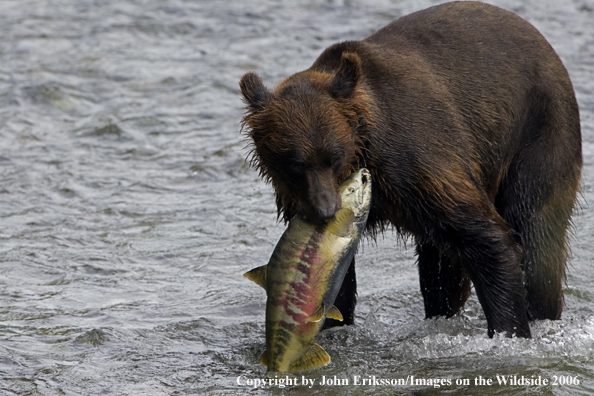 Brown bear in river with salmon.