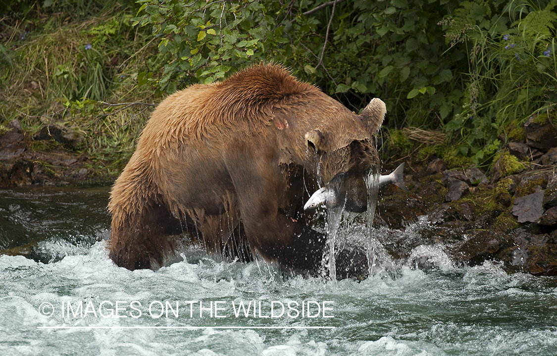 Grizzly bear fishing in river. 