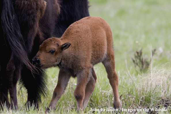 American Bison calf with mother.