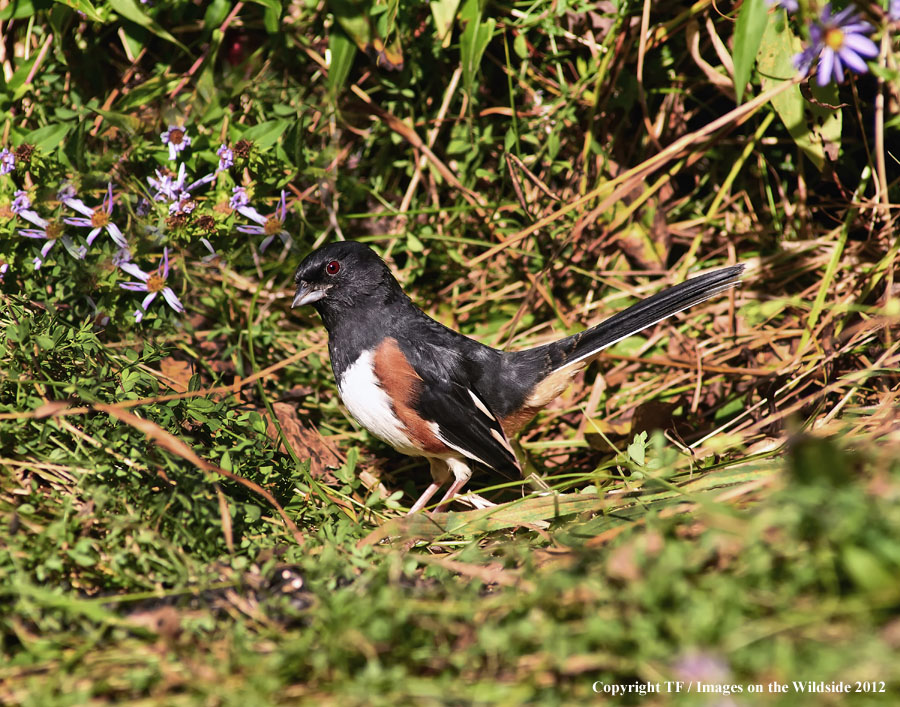 Eastern Towhee in habitat.