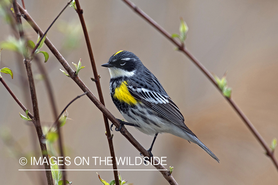 Yellow-Rumped Warbler sitting on branch.