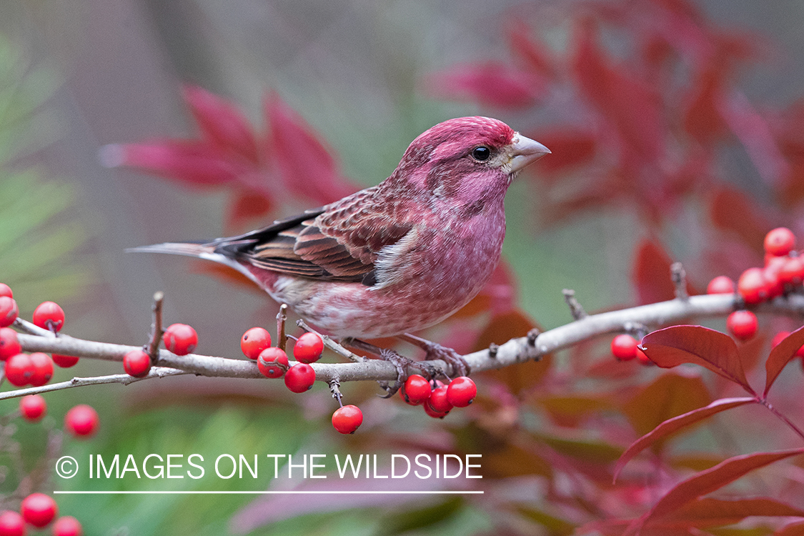 Purple Finch on branch.