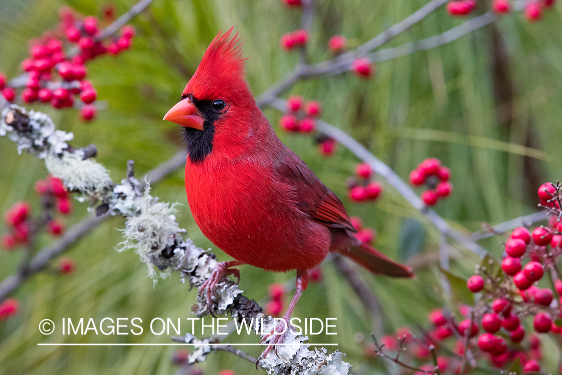 Northern Cardinal on branch.