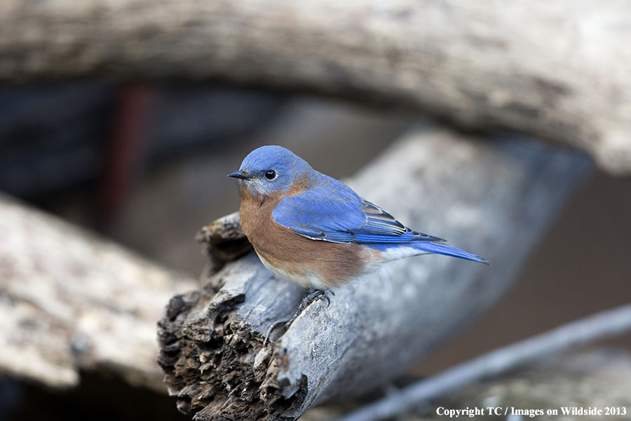 Eastern Bluebird in habitat.