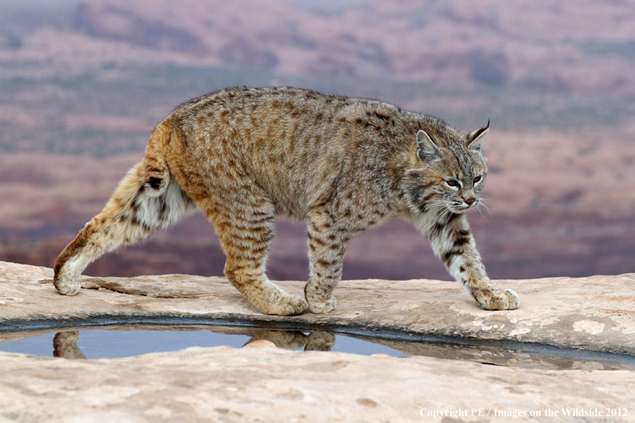 Bobcat in habitat.