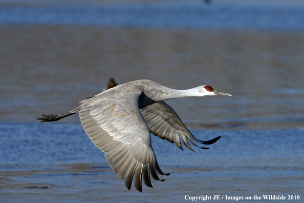 Sandhill crane in flight.