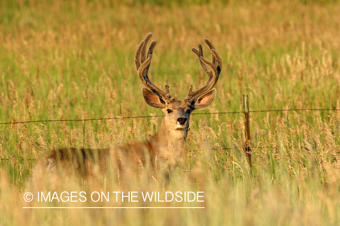 Mule deer buck in habitat. 