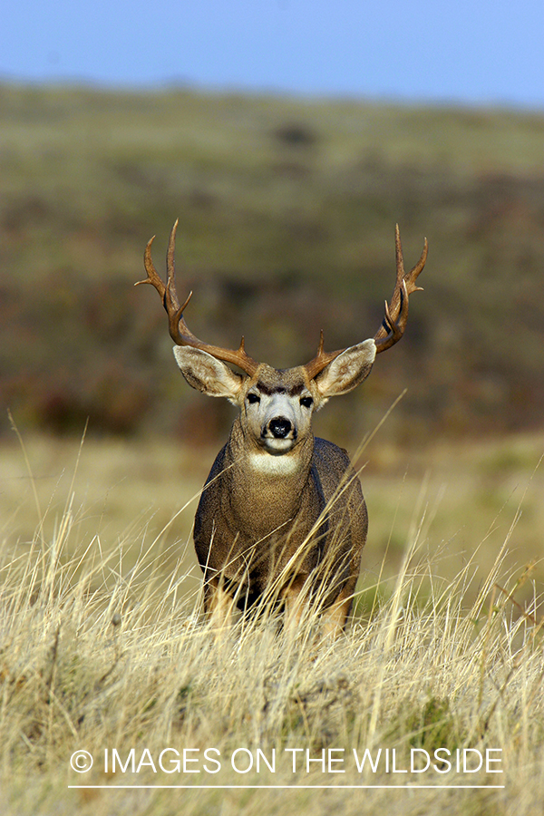 Mule deer buck in habitat. 