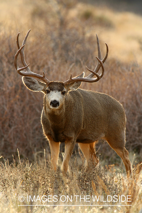 Mule deer buck in habitat. 