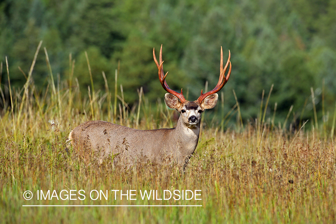 Mule deer buck in habitat.