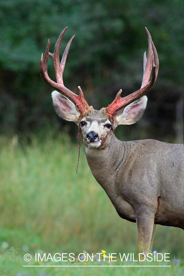 Mule deer buck shedding velvet.