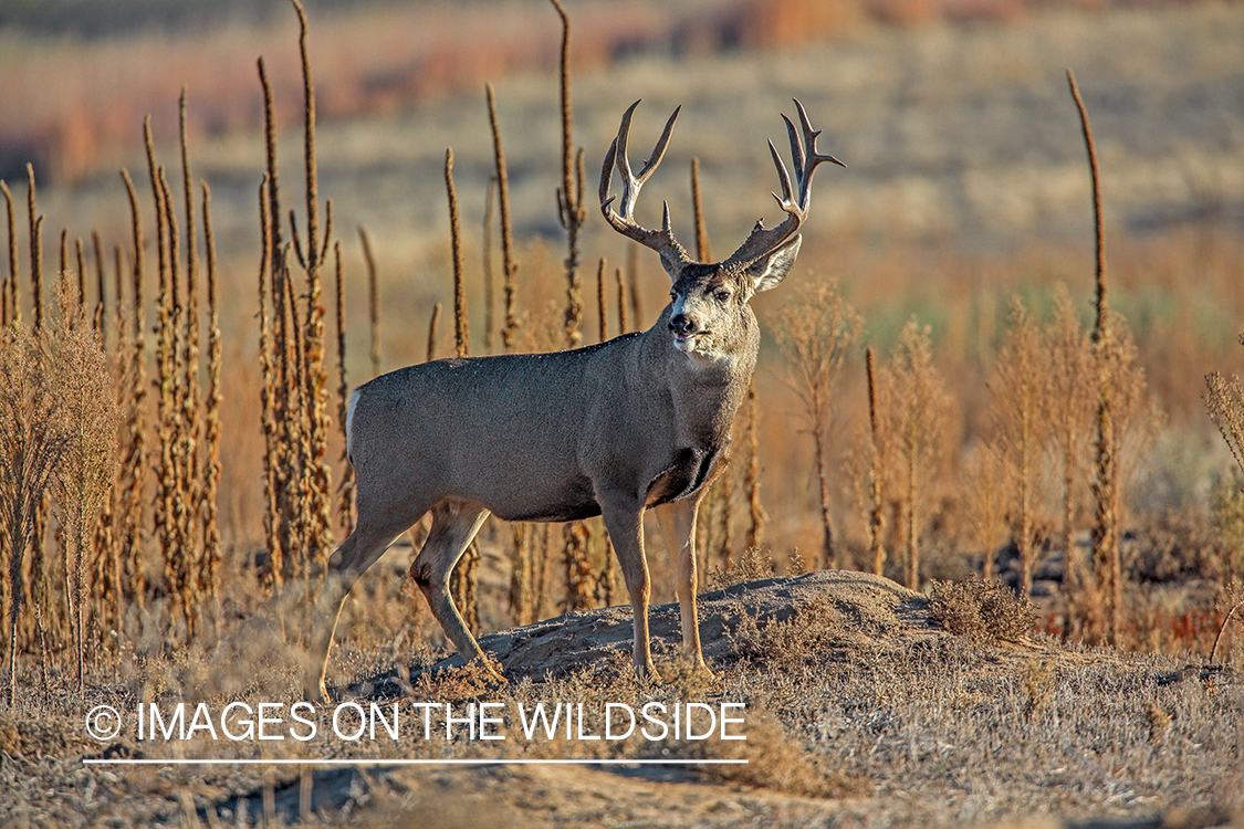 White-tailed buck in field in late fall.