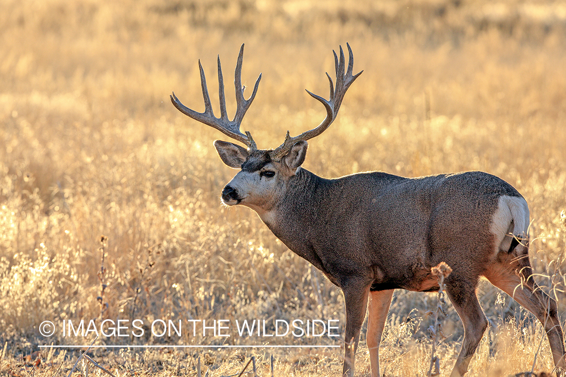 Mule deer buck in rut.