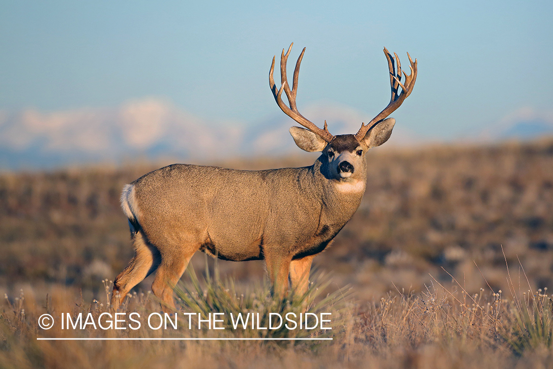 Mule deer buck in field.