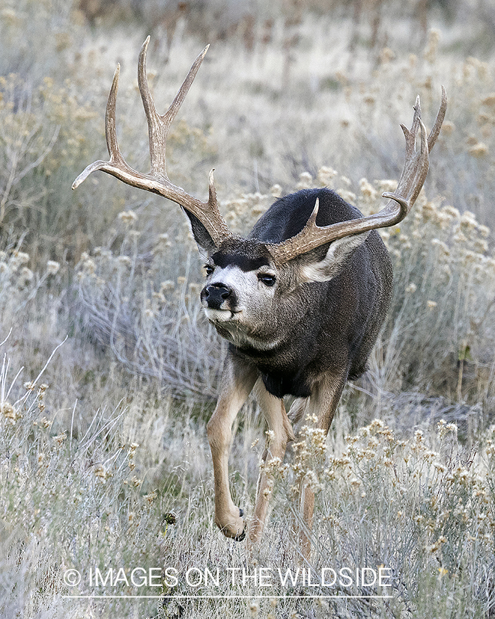 Mule deer buck in habitat.