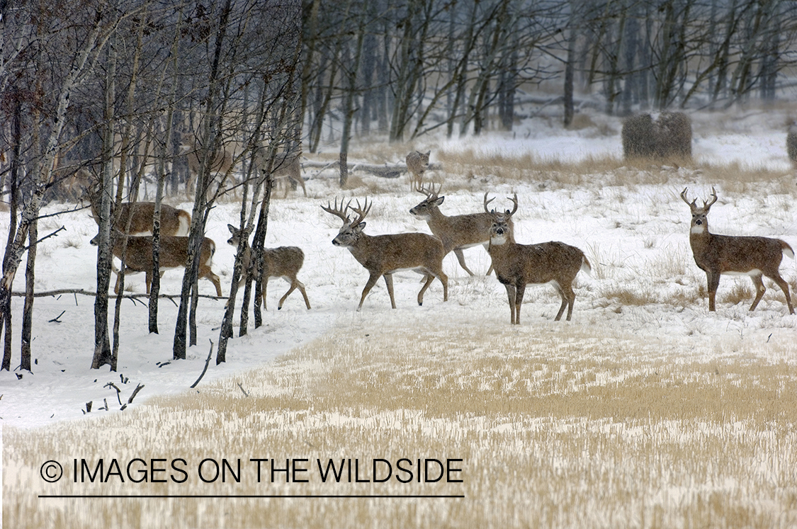 Whitetail Deer in Field