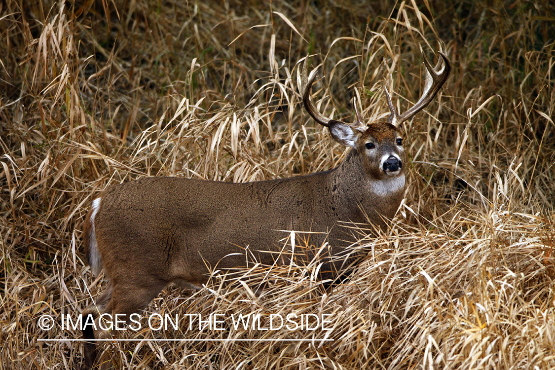 Whitetail Buck