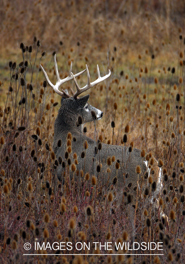 Whitetail Buck in Field