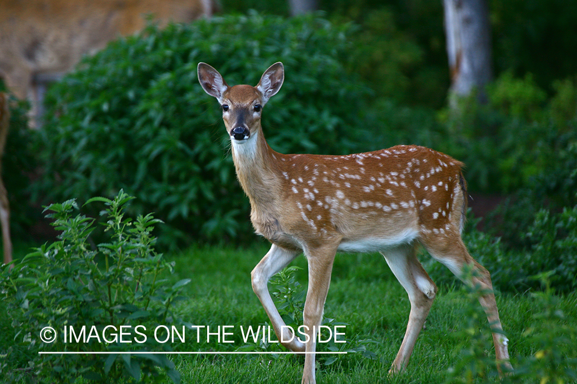 Whitetail fawn in habitat