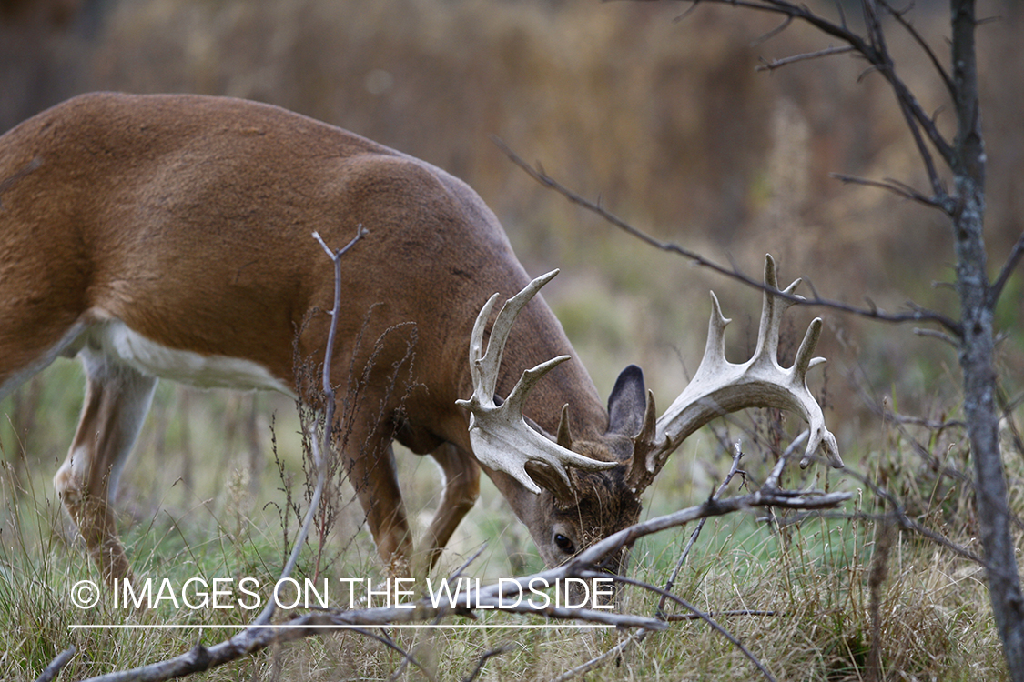 Whitetail buck in habitat