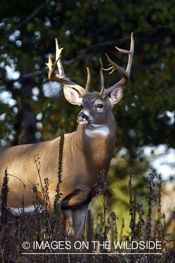 Whitetail buck in habitat