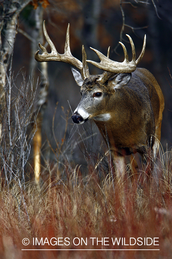 Whitetail buck in habitat.