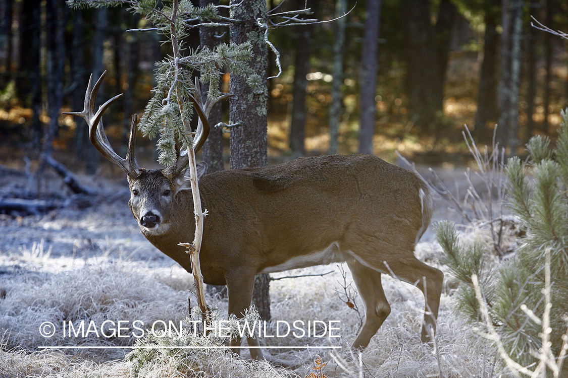 Whitetail buck in habitat.