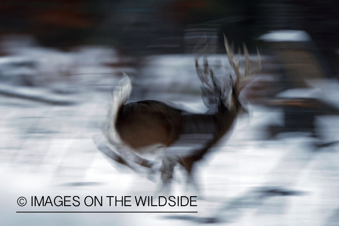 White-tailed buck in habitat.