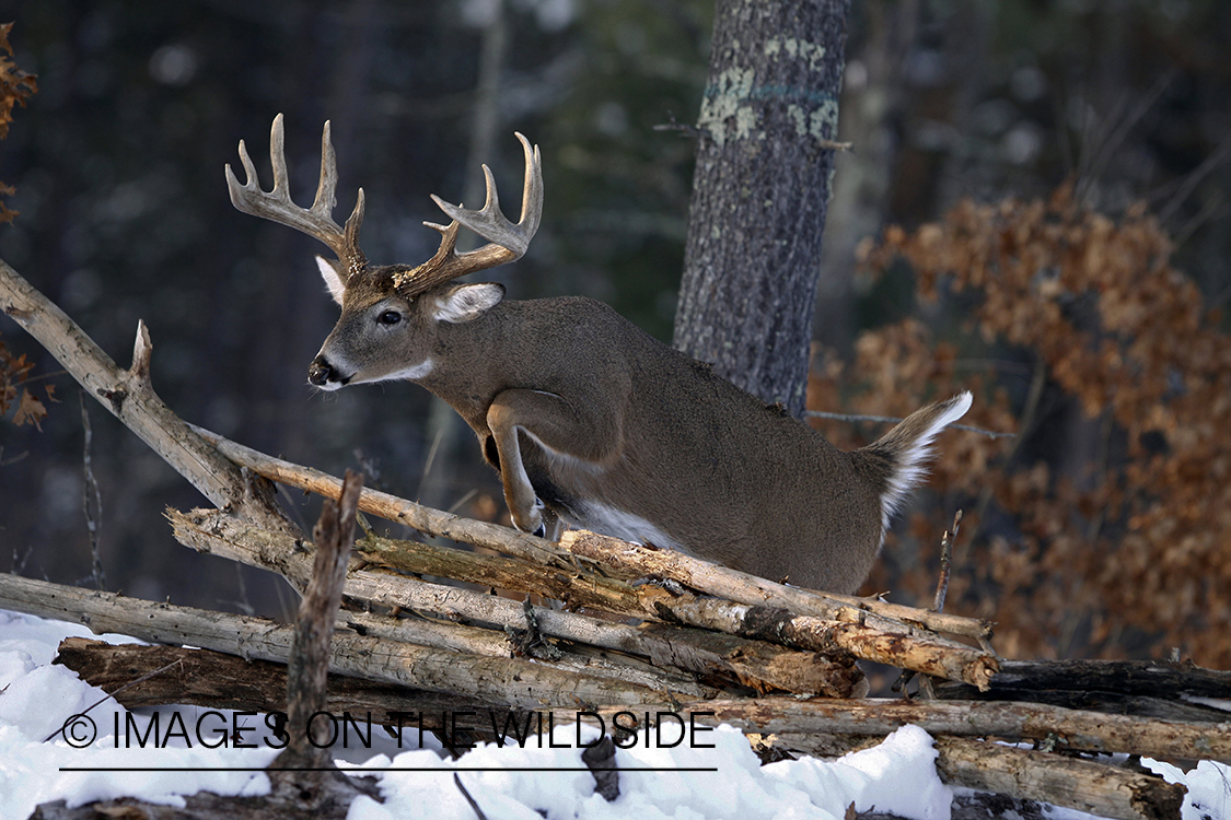 Whitetail in habitat