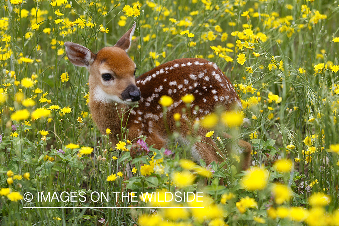 White-tailed Deer Fawns