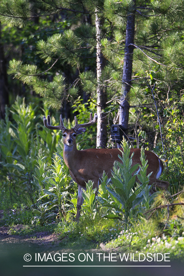 Whie-tailed deer apple creek