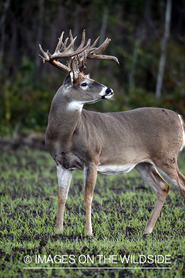 White-tailed buck in habitat