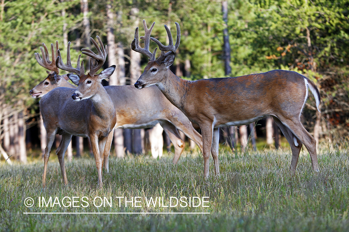 White-tailed buck in velvet 