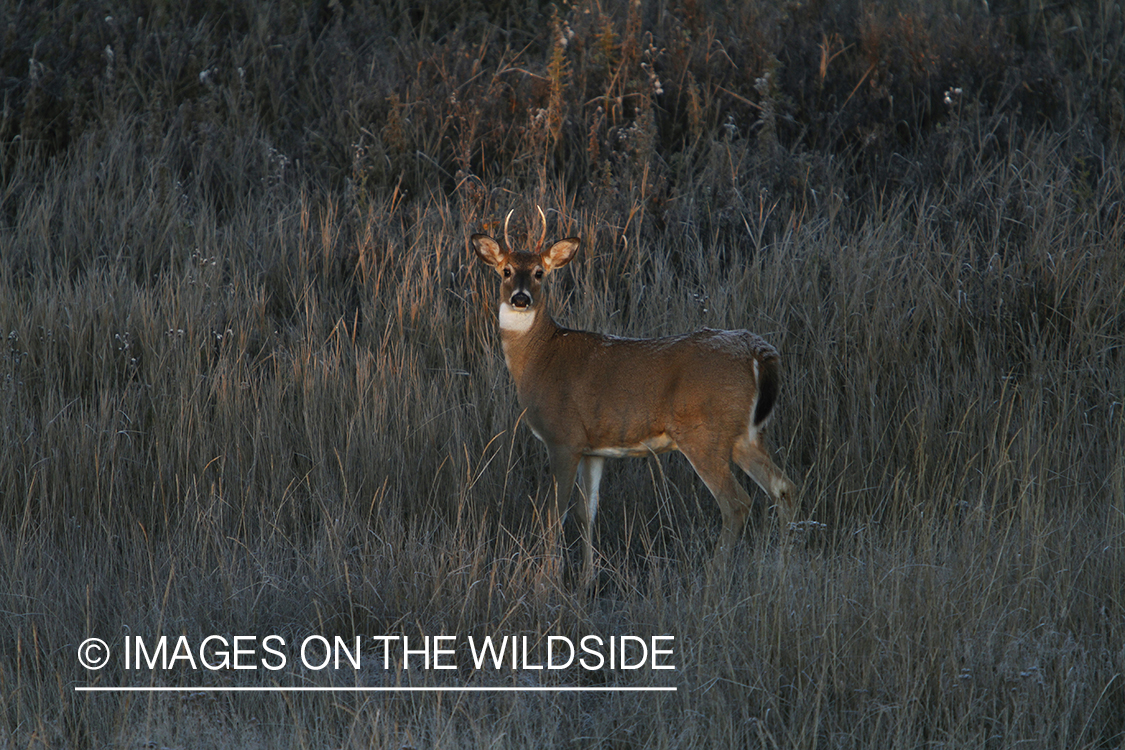 White-tailed buck in habitat. 